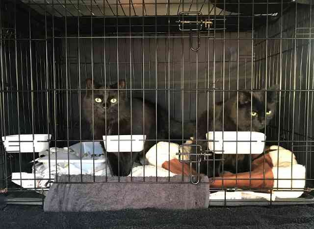 Zeta and Zaldi, ('Z Cats') on their journey from London to Sober in Galicia, N.W.Spain.